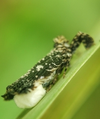 Elasmoscelis perforata