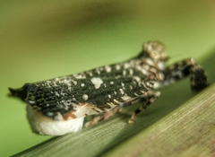 Elasmoscelis perforata