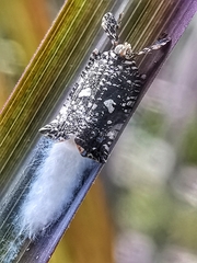 Elasmoscelis perforata