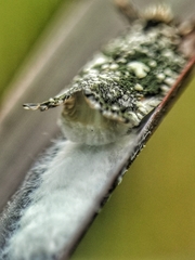 Elasmoscelis perforata