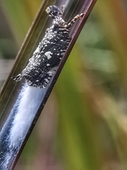 Elasmoscelis perforata