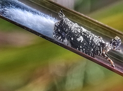 Elasmoscelis perforata