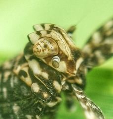 Elasmoscelis perforata