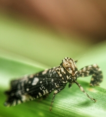 Elasmoscelis perforata