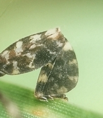 Elasmoscelis perforata