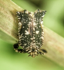 Elasmoscelis perforata