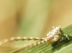 Elasmoscelis perforata