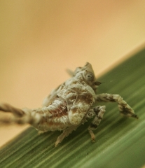 Elasmoscelis perforata