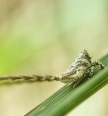 Elasmoscelis perforata