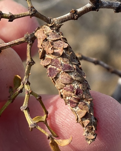 Creosote Bush Bagworm photo 2