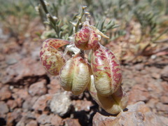 Astragalus whitneyi confusus