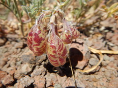 Astragalus whitneyi confusus