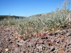 Astragalus whitneyi confusus
