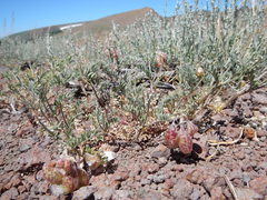 Astragalus whitneyi confusus