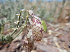 Astragalus whitneyi confusus