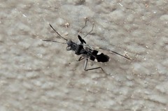Dieuches maculicollis