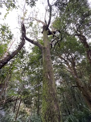 Diospyros morrisiana