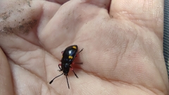 Eumorphus quadriguttatus