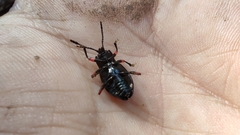 Eumorphus quadriguttatus