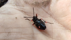 Eumorphus quadriguttatus