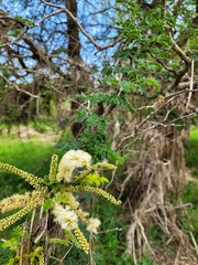 Senegalia burkei