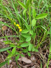 Crotalaria steudneri