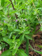 Endostemon tereticaulis