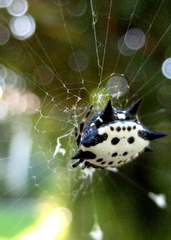 Gasteracantha cancriformis