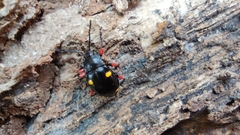 Eumorphus quadriguttatus