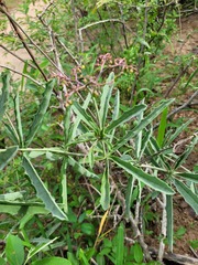 Cyphostemma omburense