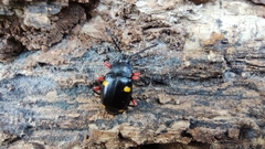 Eumorphus quadriguttatus