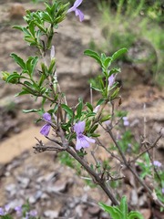 Dyschoriste rogersii