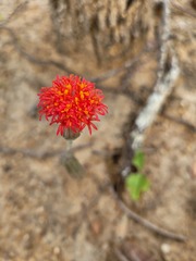Kleinia stapeliiformis