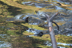 Oncorhynchus tshawytscha