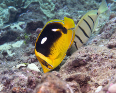 Chaetodon quadrimaculatus