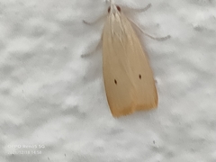 Scirpophaga incertulas