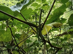 Piper umbellatum