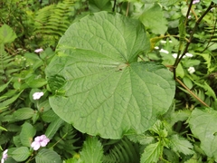Piper umbellatum
