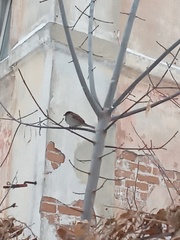 Passer domesticus