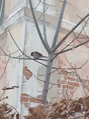 Passer domesticus