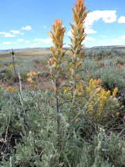 Castilleja flava flava