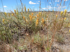 Castilleja flava flava