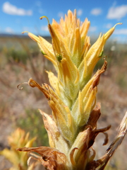 Castilleja flava flava