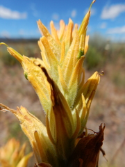 Castilleja flava flava