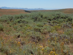Castilleja flava flava