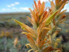 Castilleja flava flava