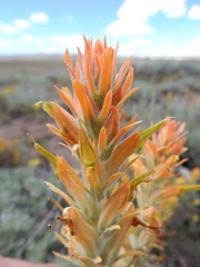 Castilleja flava flava