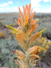 Castilleja flava flava