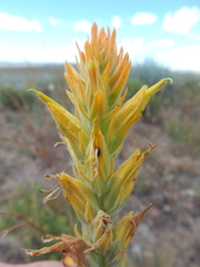 Castilleja flava flava