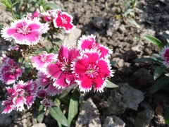 Angiospermae